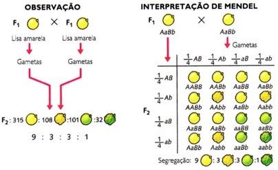 Parte 2 da Primeira Lei de Mendel