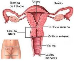 Representação do ciclo menstrual