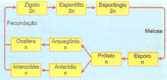 Ciclo de uma pteridófita