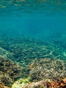 Recifes de corais