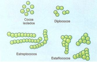 Resultado de imagem para cocos bacteria