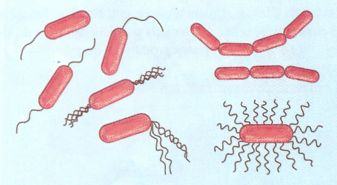 Bactérias bastonetes ou Bacilos