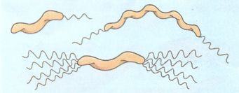 Bactérias espiraladas