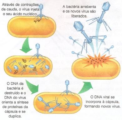 Replicação dos Vírus