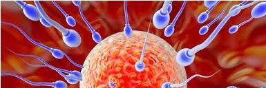 Reprodução sexuada - os espermatozoides e o óvulo