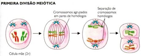 Primeira divisão meiótica
