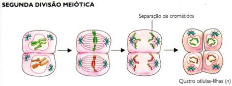Segunda divisão meiótica