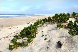 Restinga: a vegetação do litoral