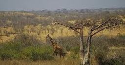 Savana Africana