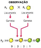 Observação da segunda lei de Mendel