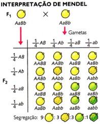 Interpretação da segunda lei de Mendel