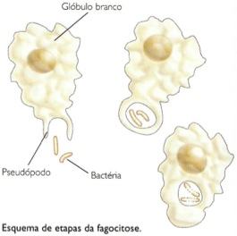 Glóbulos brancos atuando no sistema imunológico através de fagocitose.