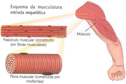 Tecido muscular estriado esquelético