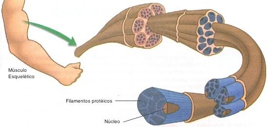 Tecido muscular