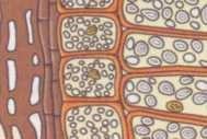 Tecidos fundamentais dos vegetais