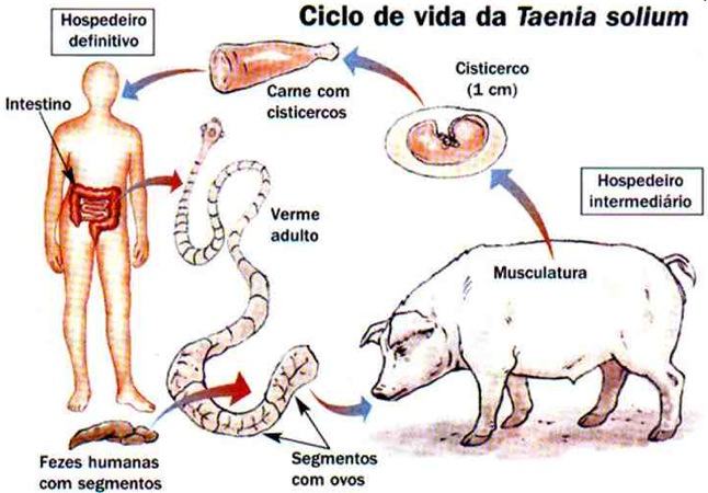 Ciclo reprodutivo da tênia