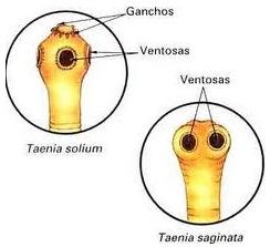 Organização corporal das tênias
