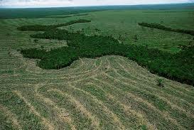 Lavoura em contraste com a floresta na Amazônia