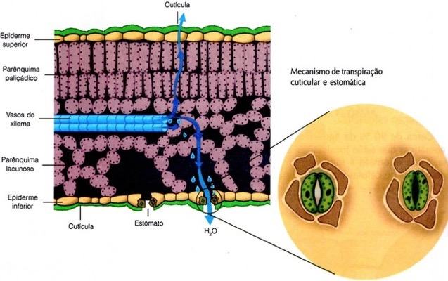 Mecanismo de transpiração cuticular e estomática