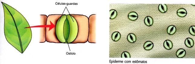 Transpiração vegetal através dos estômatos