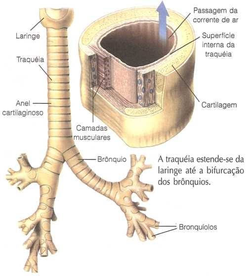 Representação da traqueia