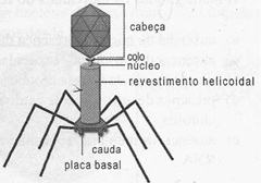 Vírus do tipo ADN